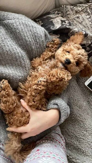 Psi: Ponuda Predivnih Toy Pudli Očarajte se našim pažljivo odgajanim toy — 7