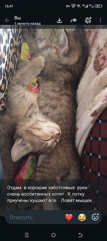 белая сибирская кошка: Отдам двух ласковых полосатых котят. - Очень воспитанные — 2