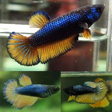 akvarium baligi: Betta (Petuşok balığı), Yırtıcı, Ödənişli çatdırılma, Rayonlara çatdırılma, Ünvandan götürmə — 1