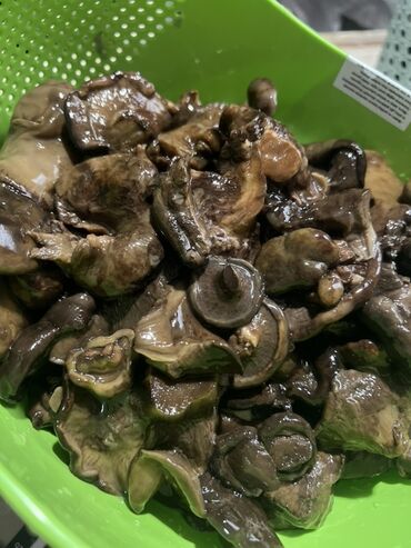 купить саженцы плодовых в бишкеке: Грибы Грузди