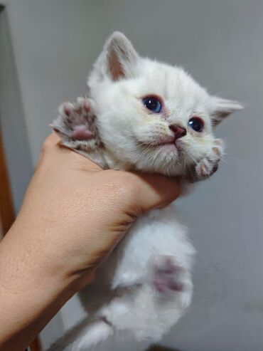 Pişiklər: Şotland, Dişi, Yaxşı əllərə, Ünvandan götürmə, Pulsuz çatdırılma, Ödənişli çatdırılma — 6