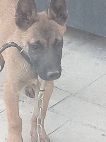 сколько стоит акита ину: Salam her kese 200 manata saf qan malinois balası 2 ay 20 günlükdür