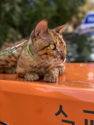 Коты: Группа «Зоозащита Бишкек» срочно ищет новый дом и ответственных хозяев