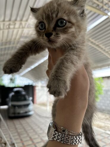 вислаухая кошка: Кошка даром: Тайская, 1 месяц, Мальчик