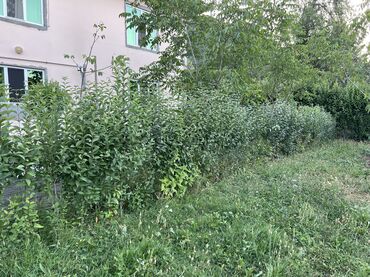 Ağaclar: Yaşıl canlı çəpər – Ligustrum (Privet) kolları - Məhsul — 14