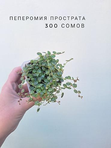 молодая гвардия: 💚 Комнатные растения (детки/молодые растения). 🪴 Названия и цены — 6