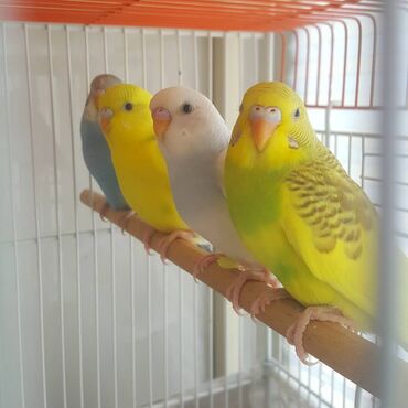 Akvarium aksessuar və ləvazimatları: 2 aylıq, tam sağlam, bala quşlardır. Ələ öyrətməyin və danışdırmağın