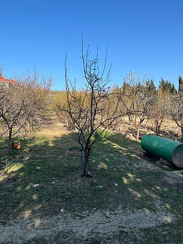 şirvanda torpaq satışı: 12 sot, Tikinti, Barter mümkündür, Kupça (Çıxarış) — 7