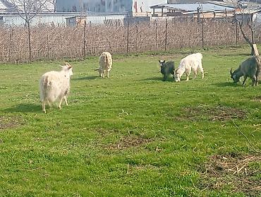 Козы, козлы: Продаю | Коза (самка), Козлёнок | Полукровка, Зааненская | На забой, Для разведения, Для молока | Племенные, Котные — 16