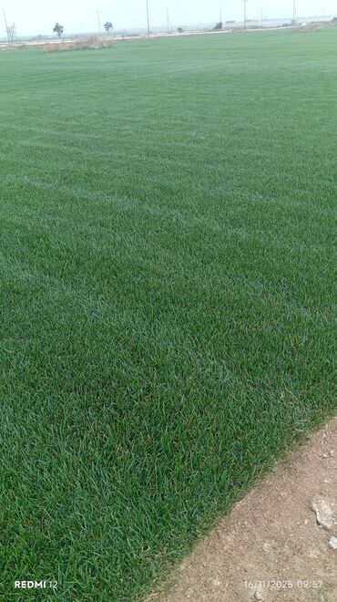 Süni qazon: Rulon qazon – peşəkar şəkildə yetişdirilmiş, sıx və bərabər örtüklü — 8