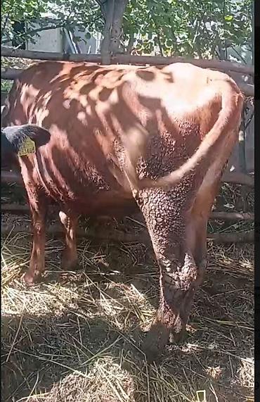 mal qara: Salam aleykum cinsi dişi dügələr həm damazlıqa həm ətdiyə — 2