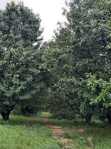 otaq bitkiləri: Quba rayonu İqriq kəndində Təcili olaraq 36 sot, baxımlı və məhsuldar — 1
