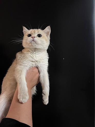 британская кошка цена бишкек: Британский короткошёрстный котёнок, окрас золотой шиншилла (теплый — 3