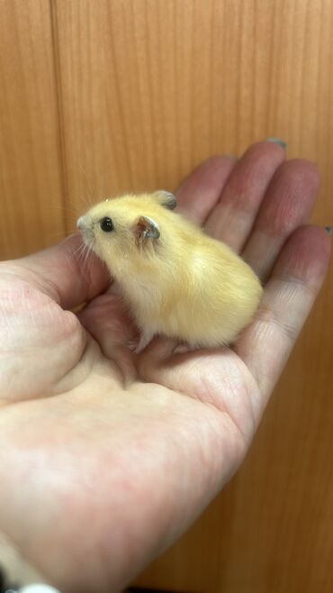 Хомяки: Продаются хомячки джунгарские, сирийские, ангорские пушистые хомячки — 15