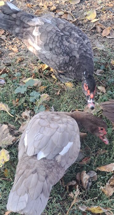 Ördəklər: Dişi, | Macar, Damazlıq, Pulsuz çatdırılma — 12
