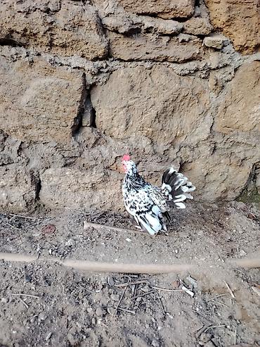 Xoruzlar: Yaponkalar satılır ünvan Əmircan — 13