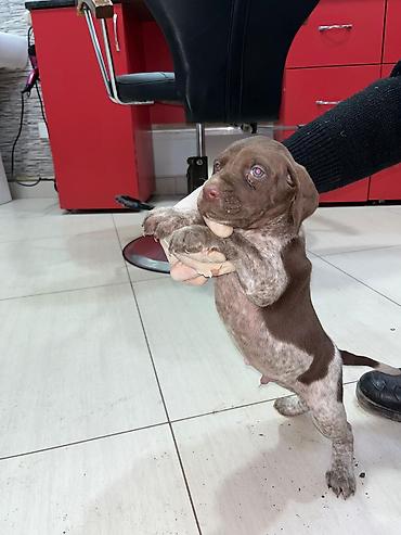 İtlər: Peyvəndli — 11