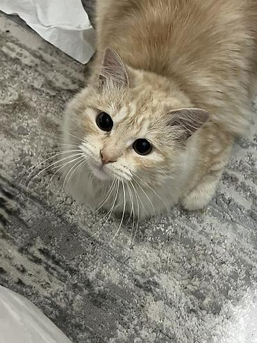 Отдам даром кошку: Кошка даром: Беспородная, 1 год, Мальчик, Приучена к лотку — 1