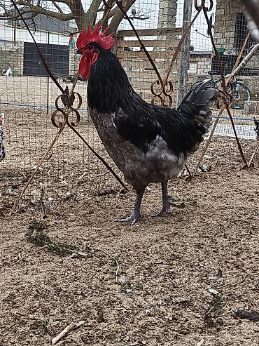 Xoruzlar: Məhsul: Safqan xoruzlar Təsvir:Təmiz qan Alman astralop cins — 18