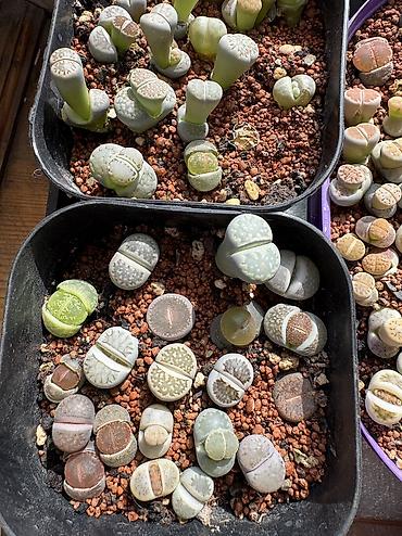 Другие комнатные растения: Продаю суккуленты — 9