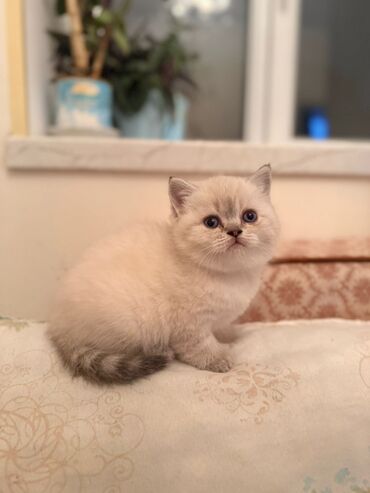 Pişiklər: 200 manatdan başdıyan qiymətlər 1000 manata kimi. Qiymət pişiyin — 11