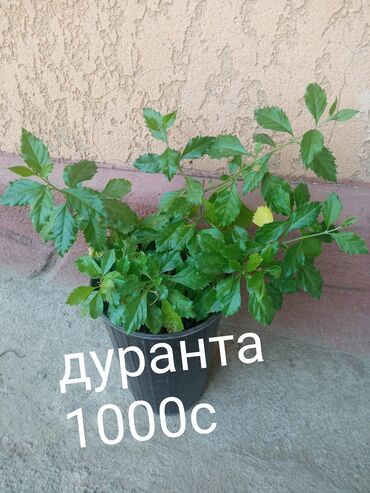 комнатные растения оптом: Крупномер дуранта в черном горшке, подходящий для выращивания как