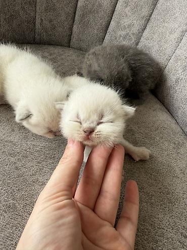 Pişiklər: Britan — 9