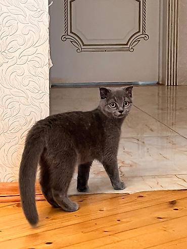 Şotland uzun tüklü, Dişi, Yaxşı əllərə, Ödənişli çatdırılma, Ünvandan götürmə