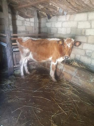 semental dana: Inek satlir bogazdi 3 ayliq altinda 5 ayliq erkek cersy balasi var — 2