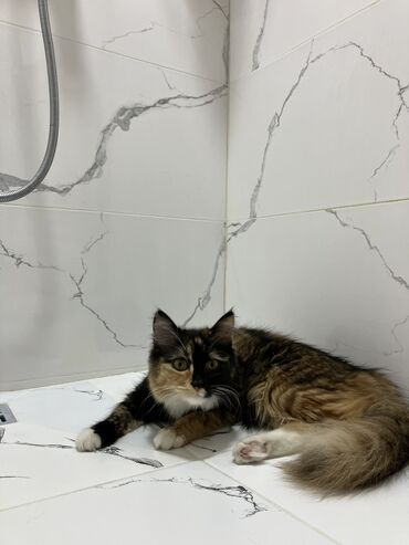большие кошки: Кошка даром: Беспородная, 11 месяцев, Девочка, С документами, С прививками, Кастрирована