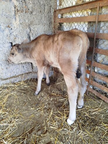 собака доберман сколько стоит: Сатам | Бука (эркек) | Бордоп семиртүү үчүн