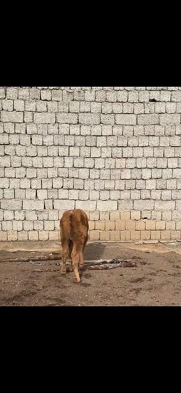 Inəklər, öküzlər: Satlıq heyvan – inək ilə buzov dəsti - Növ: inək və yanında erkək — 7