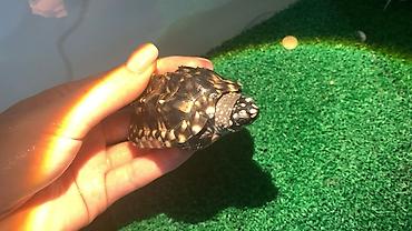 яйца черепахи купить: Красноухая черепаха (Trachemys scripta elegans) И Пятнистая тигровая — 2