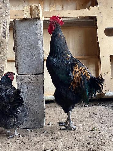 Куры, петухи: Продаю | Петух | Для разведения at lalafo.kg — 4 Куры, петухи: Продаю | Петух | Для разведения — 4