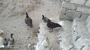 barter xoruz: Salam teserufatda her sort lal ordeylerimiz var 5 gunlukden 1 iline — 4