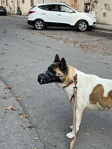 balaca it cinsləri: Akita-inu, 4 il, Dişi, Sənədli — 2