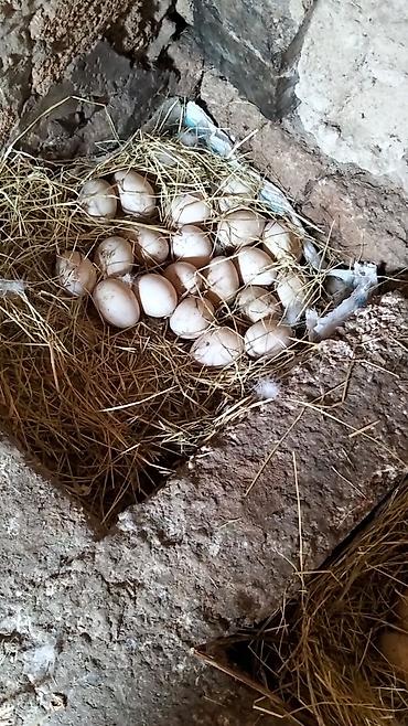 Yumurta: Ördək yumurtası - Təsvir: Şəkillərdə təsvir olunan, samanla — 4