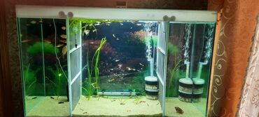 kompresor akvarium: Akvarium baliqların satisi molines 3.50 qəpik qubbi 1 azn qiymətlər