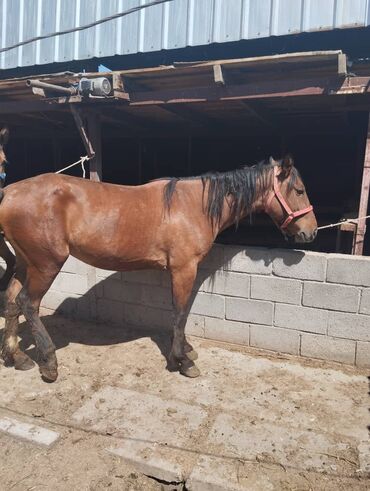 лошадь кыргызстан: Продаю | Кобыла (самка) | На забой