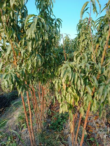 Tinglər: Her sor tinglermiz movcuddur yerli və xarici sortlar var sortlara — 8