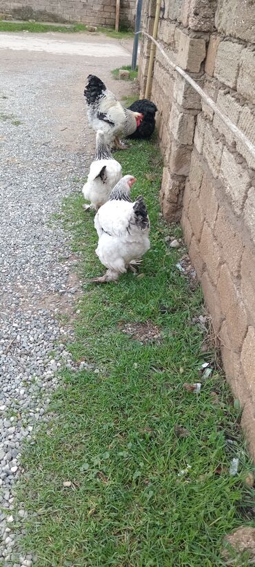 Toyuqlar: Brahma toyuqları – yumurtacı və ətlik iri cins 3 toyug 1 xoruz 280 m — 6