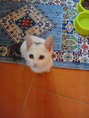 heyvanlar pisik: Котенок отдается в добрые руки, была спасена от собаки. добрая и — 3