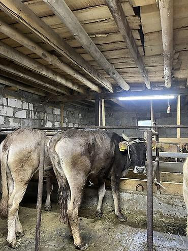 Коровы, быки: Продаю | Корова (самка) | Для молока | Привязанные at lalafo.kg — 11 Коровы, быки: Продаю | Корова (самка) | Для молока | Привязанные — 11
