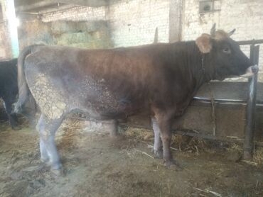 продаю музоо торпок корова самка бык самец айрширская ангус алатауская на забой для разведения на откорм племенные нетель привязанные: Продаю | Корова (самка) | Для молока | Привязанные
