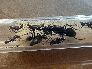 плодные матки: Куплю колонию муравьёв Messor barbarus: матка + 5 рабочих. Что важно — 1