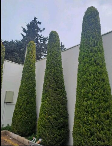 Landşaft işləri: Bağbanam kime bağban lazımdırsa buyura biler — 13