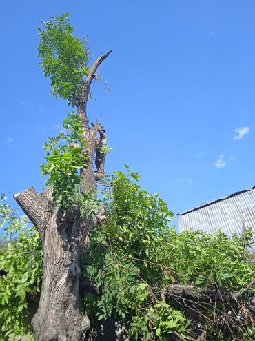 Спил деревьев, заготовка дров: Пилью деревья Профессионально оперативно быстро спил любой сложности — 14