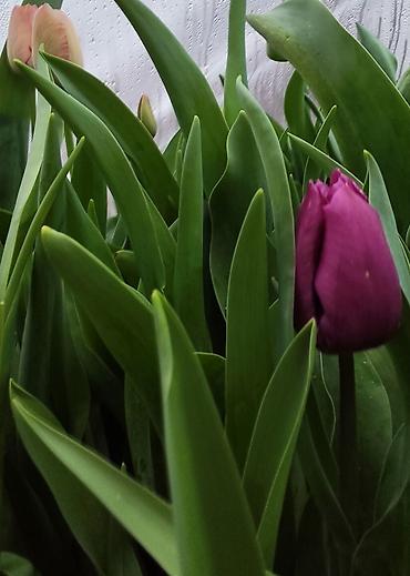 Букеты из живых цветов: ТЮЛЬПАНЫ СРЕЗАННЫЕ, МИКС СОРТОВ И ОКРАСОК - Классические бокаловидные at lalafo.kg — 10 Букеты из живых цветов: ТЮЛЬПАНЫ СРЕЗАННЫЕ, МИКС СОРТОВ И ОКРАСОК - Классические бокаловидные — 10