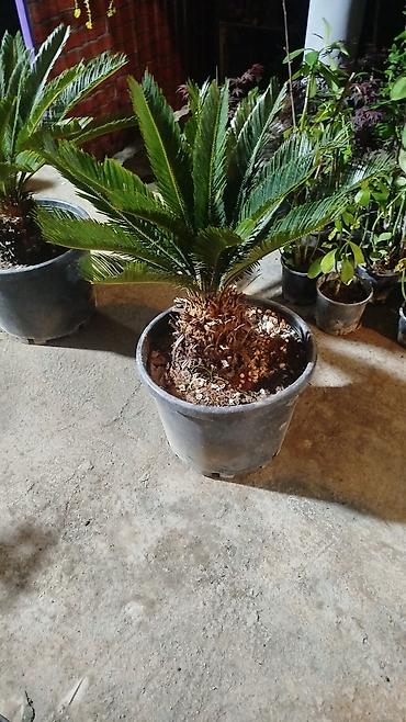 paulownia agaci: 0508987540)ad:Gülər🪴HərnövDekor Gül Ağac Sifarişi Satişi Bütün — 8
