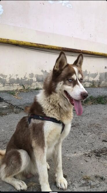 xaski balasi qiymeti: Xaski, 2 il, Erkek, Peyvəndli, Ünvandan götürmə